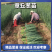 葱苗山东章丘大葱葱苗葱栽子小葱，大量上市供应量大优惠