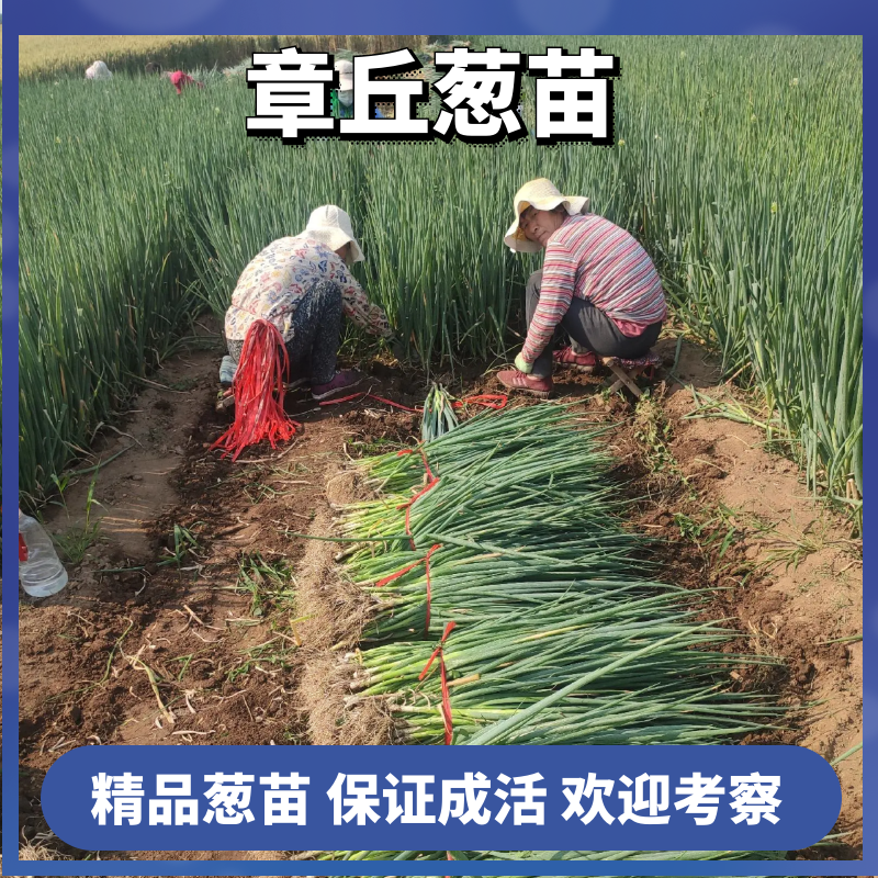 葱苗山东章丘大葱葱苗葱栽子小葱，大量上市供应量大优惠