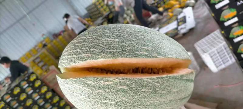 山东寿光西州蜜网纹大量有货欢迎新老客户来电洽谈