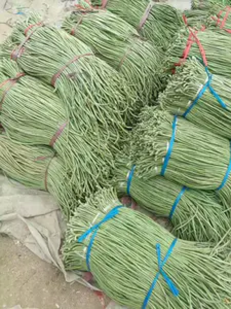长豆角〔60厘米以上〕新鲜上市商超品质【全国代发】