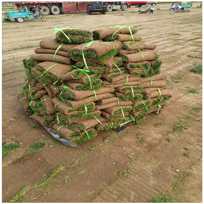 厂家直销高羊茅草坪品种草皮草坪一平方价格