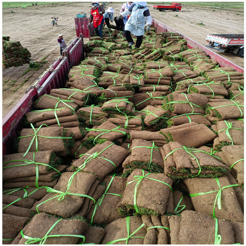 厂家直销高羊茅草坪品种草皮草坪一平方价格