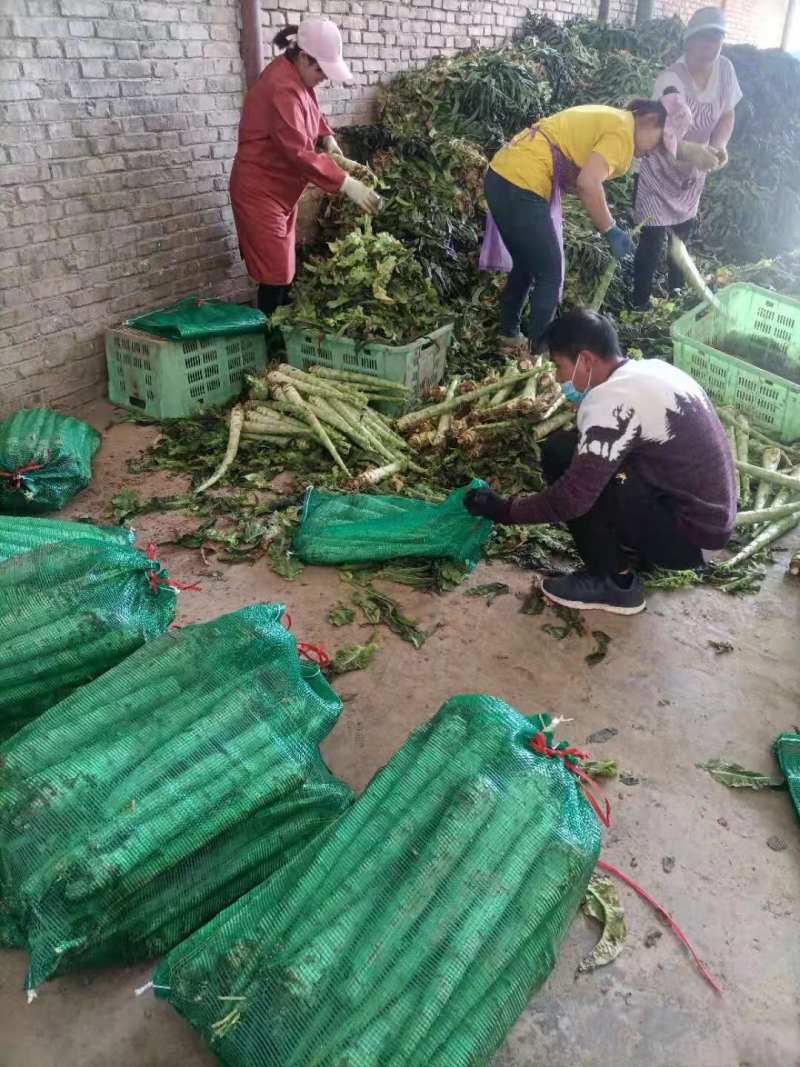 推荐】优质红叶香莴苣产地一手货源青肉无空心欢迎合作