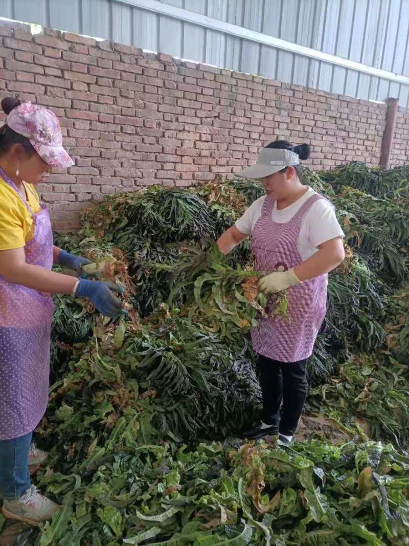 推荐】优质红叶香莴苣产地一手货源青肉无空心欢迎合作