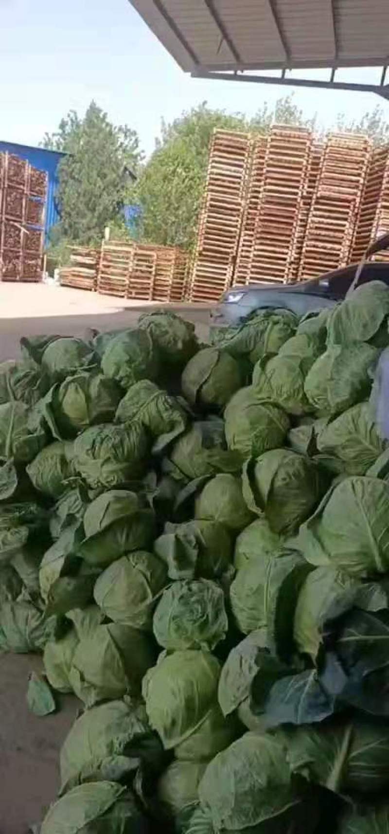热卖】定西精品甘蓝基地直供支持视频看货诚意合作！