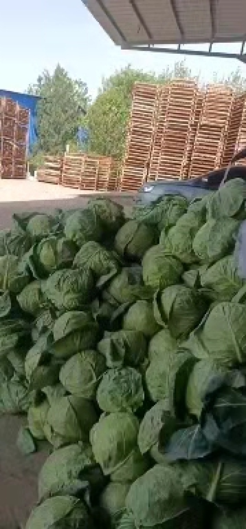 热卖】定西精品甘蓝基地直供支持视频看货诚意合作！