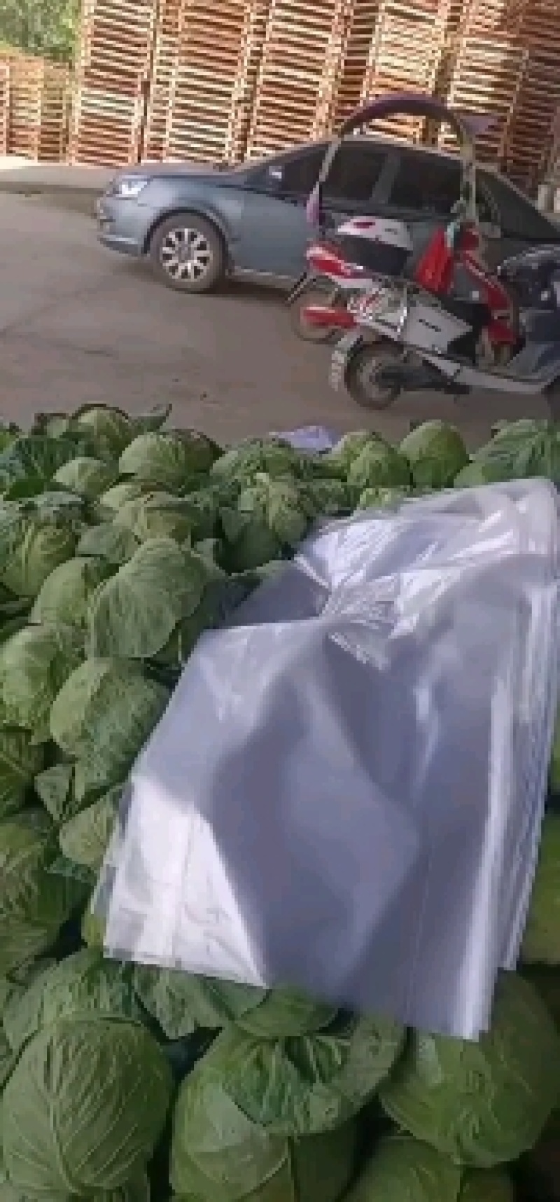 热卖】定西精品甘蓝基地直供支持视频看货诚意合作！