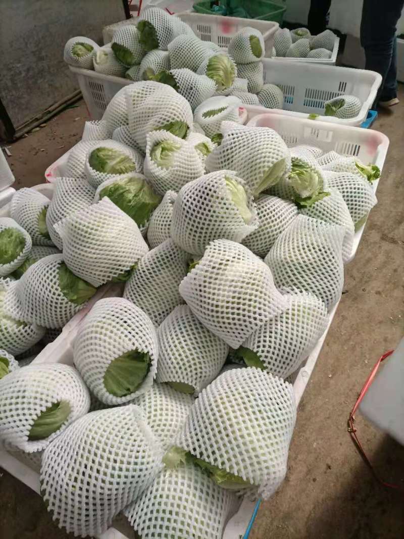热卖】定西精品甘蓝基地直供支持视频看货诚意合作！