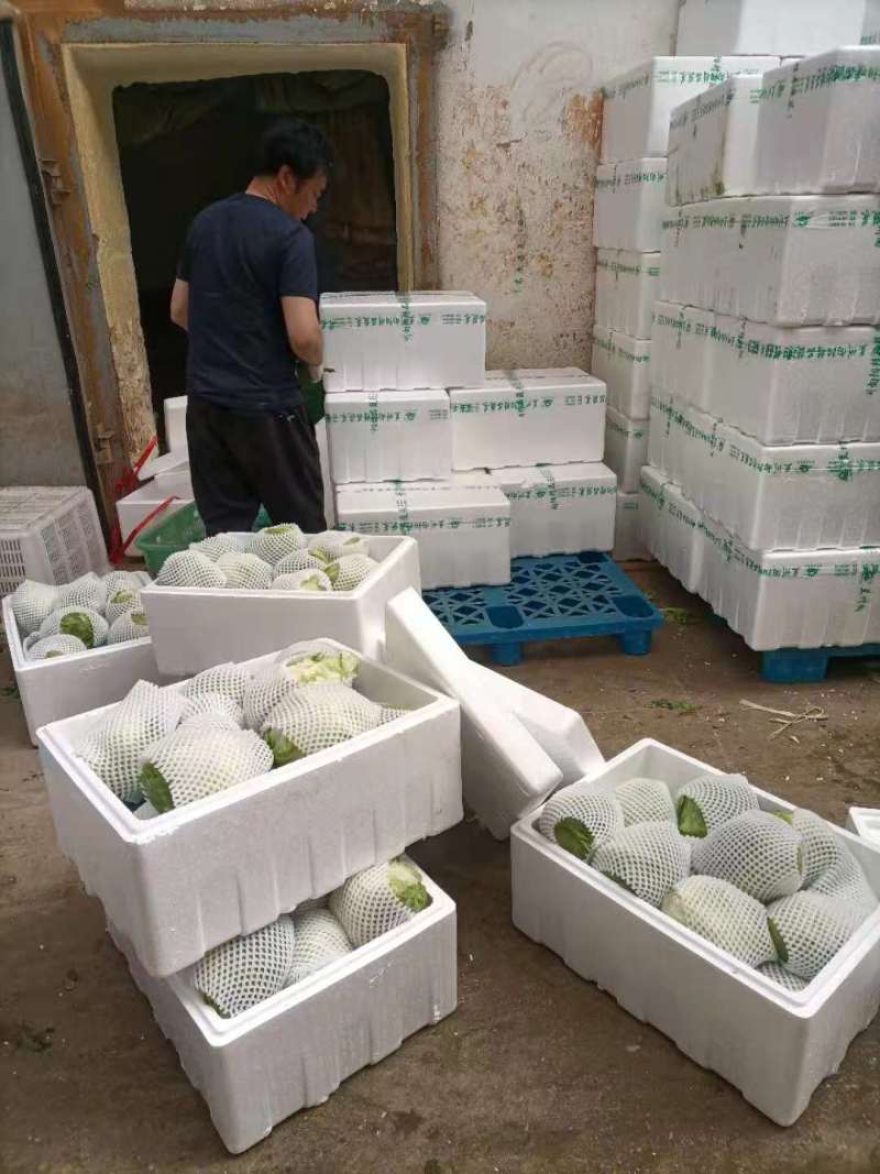 热卖】定西精品甘蓝基地直供支持视频看货诚意合作！