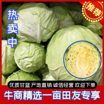 热卖】定西精品甘蓝基地直供支持视频看货诚意合作！