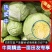 热卖】定西精品甘蓝基地直供支持视频看货诚意合作！