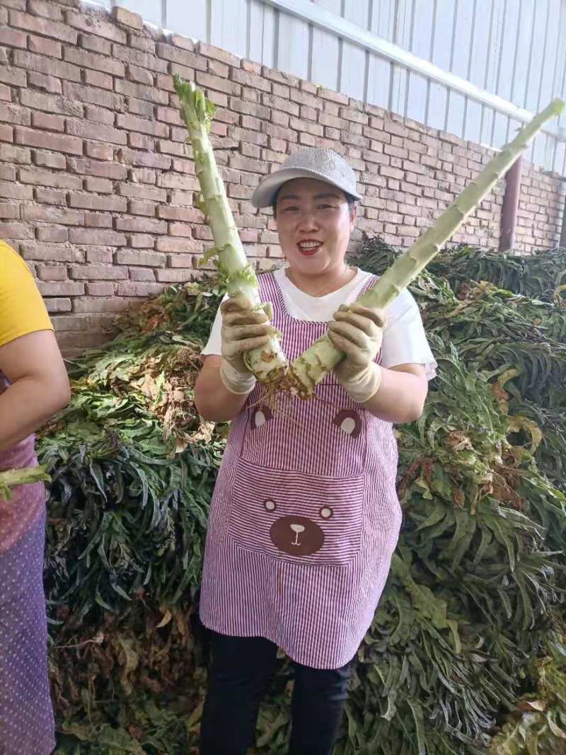 推荐】优质红叶香莴苣产地一手货源青肉无空心欢迎合作
