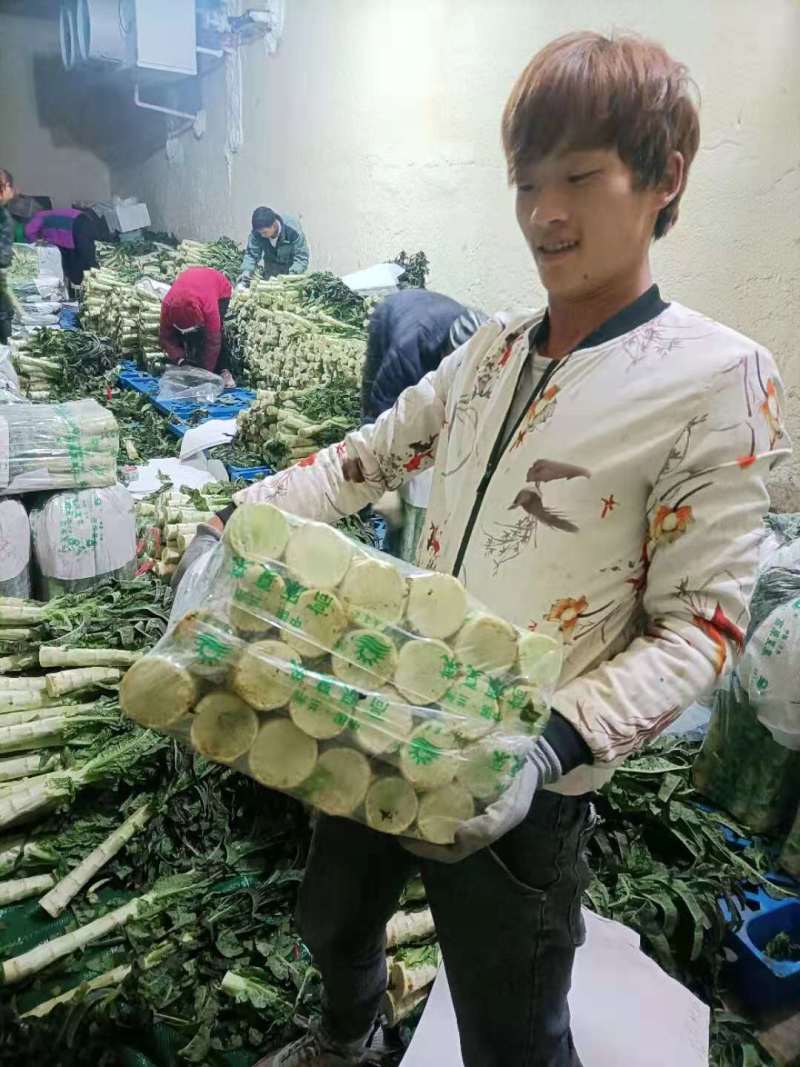 推荐】优质红叶香莴苣产地一手货源青肉无空心欢迎合作