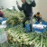 推荐】优质红叶香莴苣产地一手货源青肉无空心欢迎合作