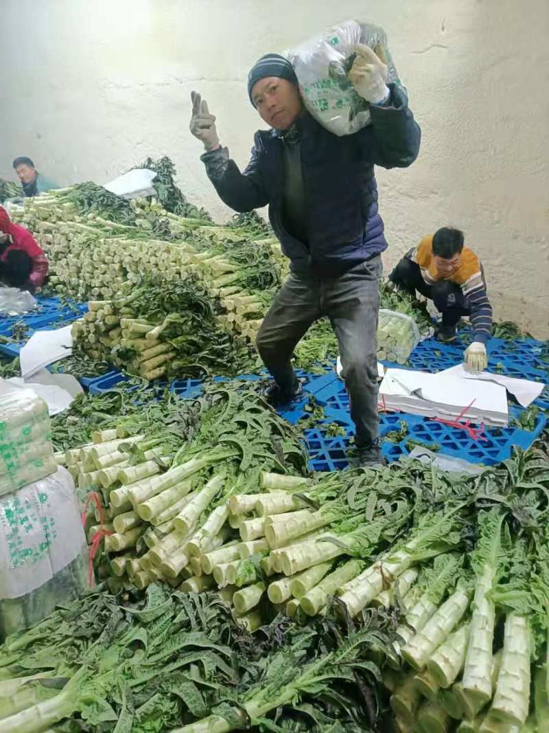推荐】优质红叶香莴苣产地一手货源青肉无空心欢迎合作