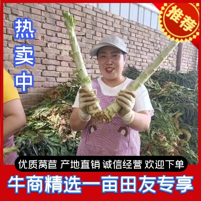 推荐】优质红叶香莴苣产地一手货源青肉无空心欢迎合作