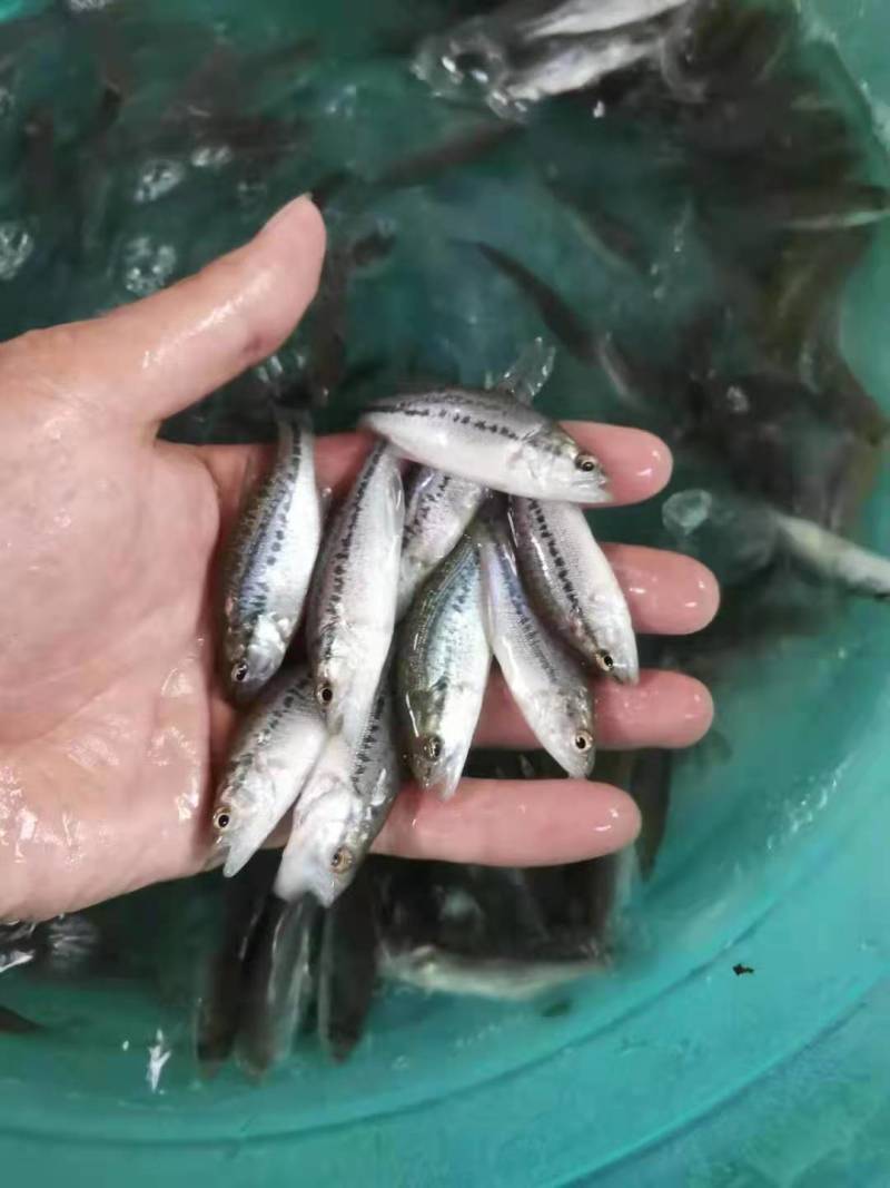加州鲈鱼优鲈5号苗鲈鱼水花驯化吃饲料鲈鱼苗包邮直达