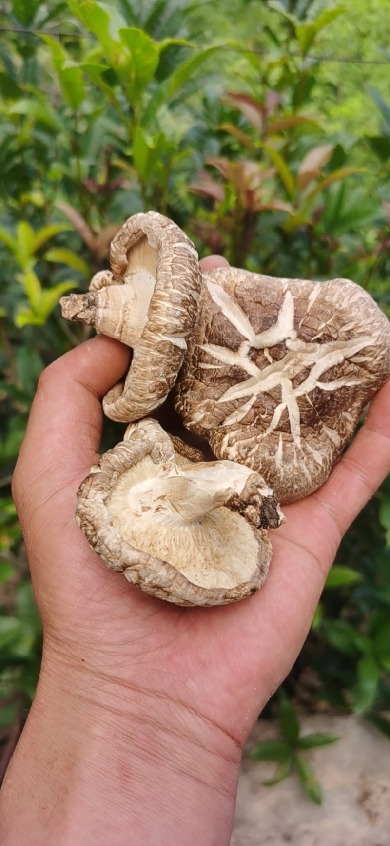 秦岭露天仿野生种植的秦岭野生椴木香菇，已晒干准备装袋