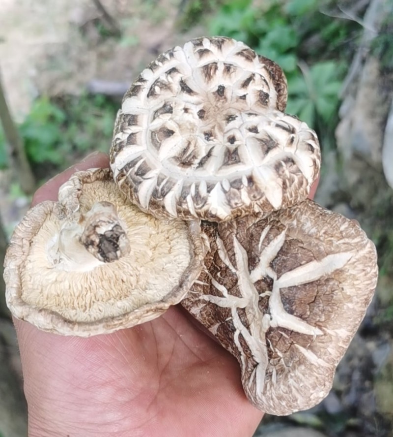 【干花菇】精选好货，大量供应，已晒干准备装袋