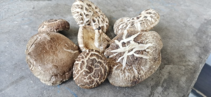 【干花菇】精选好货，大量供应，已晒干准备装袋