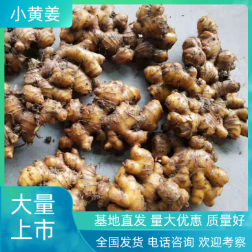 云南罗平小黄姜自产自销供应商量大更加优惠欢迎来电