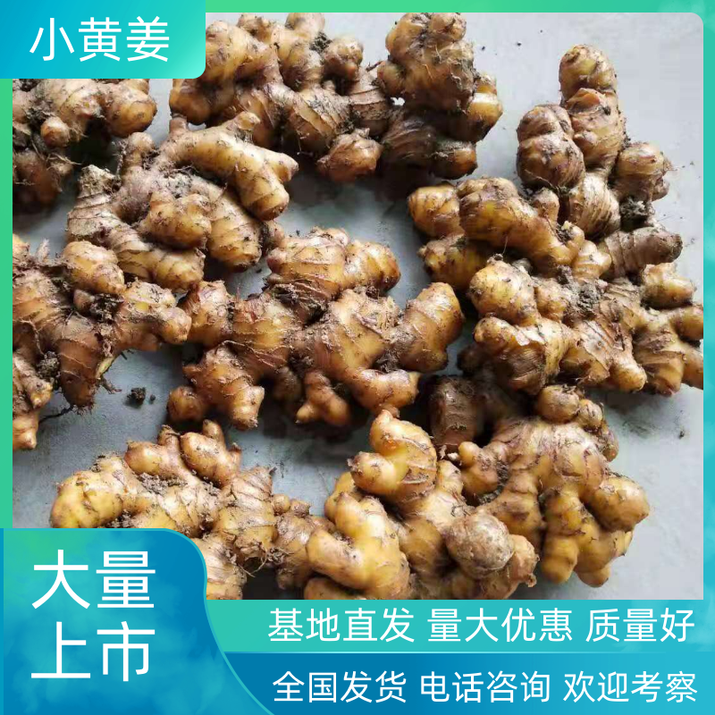 云南罗平小黄姜自产自销供应商量大更加优惠欢迎来电