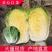 黄心白菜白菜心黄嫩货源充足新鲜现货产地直发