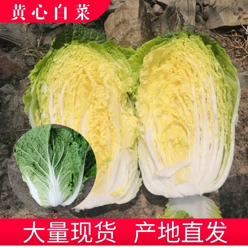 黄心白菜白菜心黄嫩货源充足新鲜现货产地直发