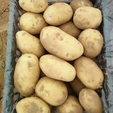 土豆大量，量大优惠，咨询有惊喜代发全国