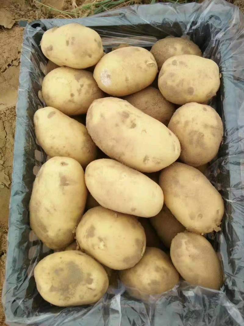 土豆大量，量大优惠，咨询有惊喜代发全国
