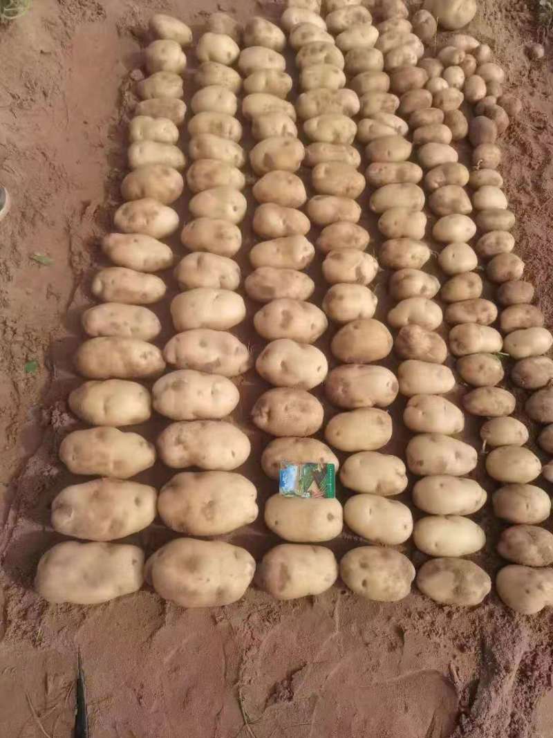 土豆大量，量大优惠，咨询有惊喜代发全国