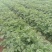 土豆大量，量大优惠，咨询有惊喜代发全国