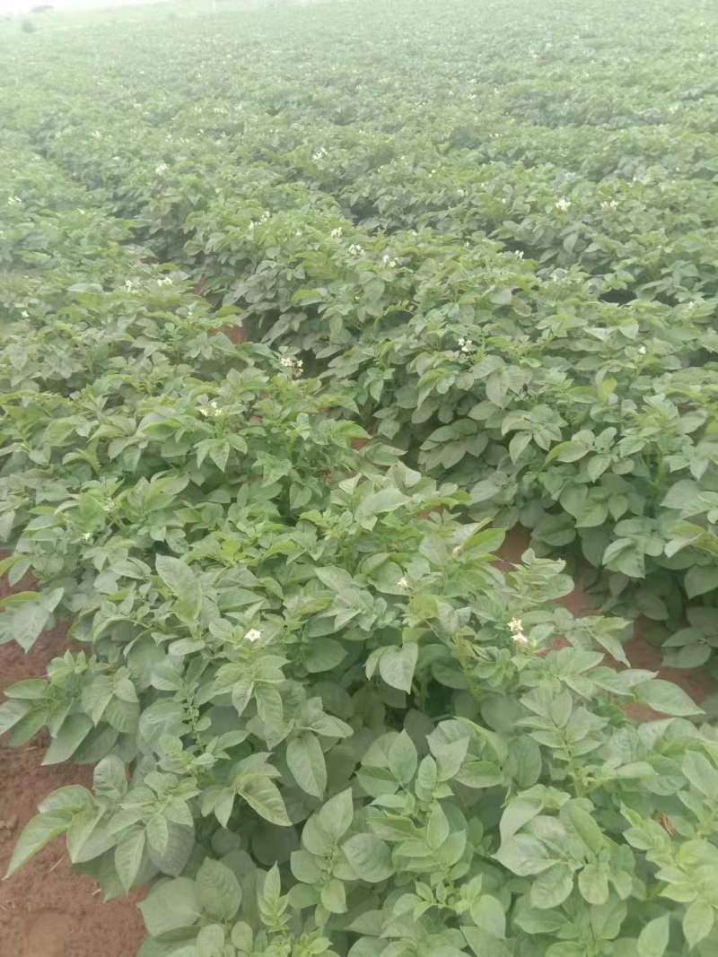 土豆大量，量大优惠，咨询有惊喜代发全国