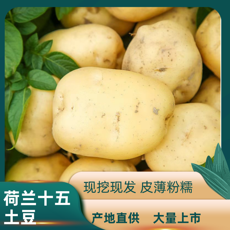【精品】河南荷兰15希森6中薯5土豆3两起诚信报价