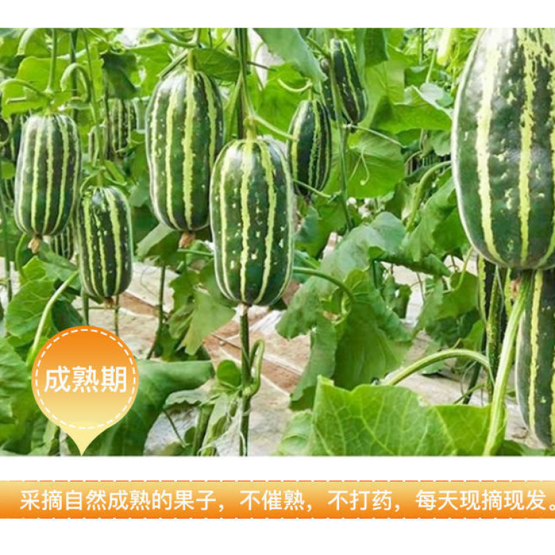 博洋九号甜瓜，口感酥脆香甜，精选大果，果园直发