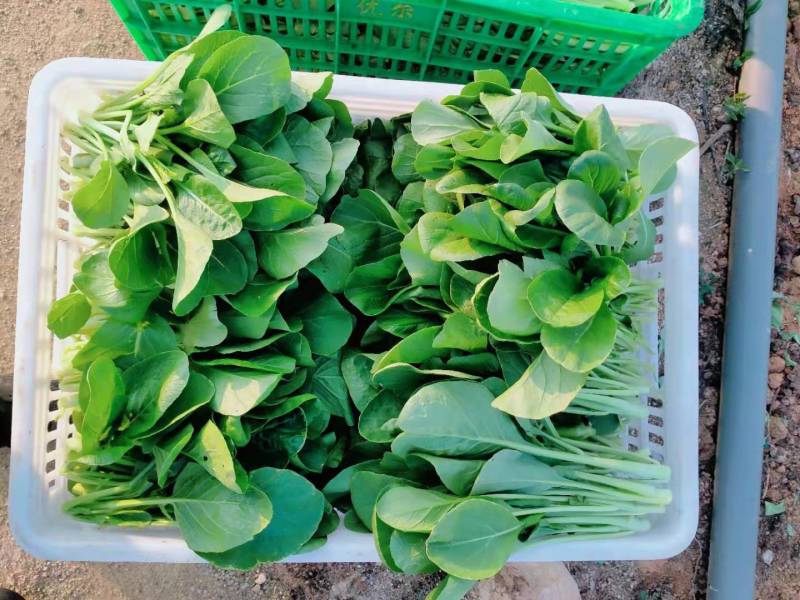 【热销】油菜新鲜油菜大量上市中基地直发量大货好