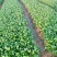 【热销】油菜新鲜油菜大量上市中基地直发量大货好