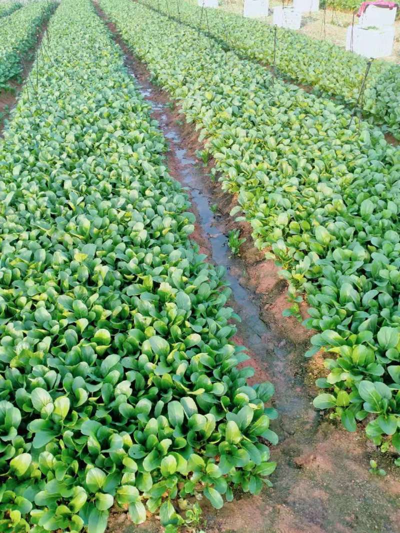 【热销】油菜新鲜油菜大量上市中基地直发量大货好