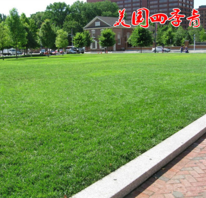 进口草坪种子四季青种子绿化草皮草籽庭院别墅草种子