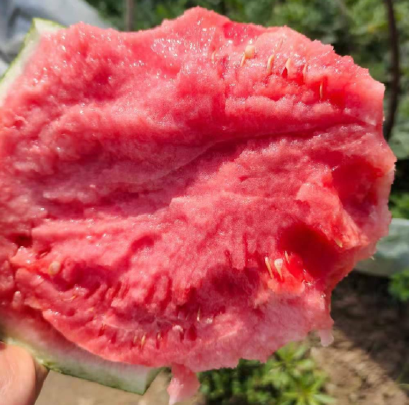 精选麒麟西瓜麒麟瓜包红包甜保质量产地直发欢迎老板咨询