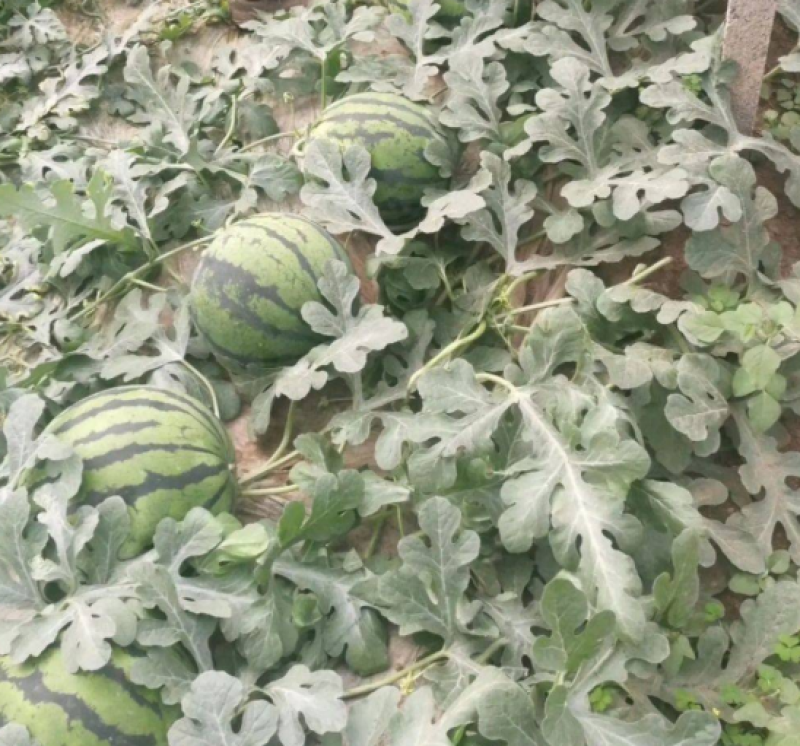 精选麒麟西瓜麒麟瓜包红包甜保质量产地直发欢迎老板咨询
