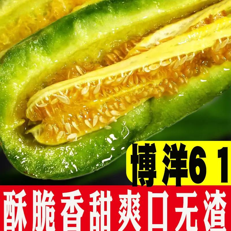 博洋61，大量上市，口感香甜，可对接全国各地的客商。