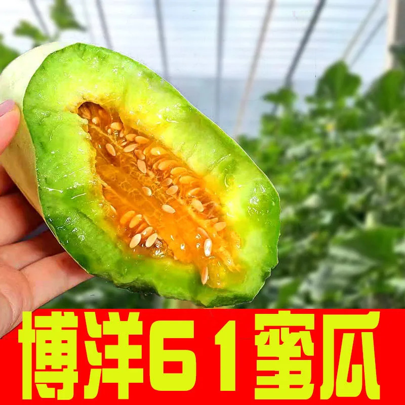 博洋61，大量上市，口感香甜，可对接全国各地的客商。