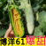 博洋61，大量上市，口感香甜，可对接全国各地的客商。