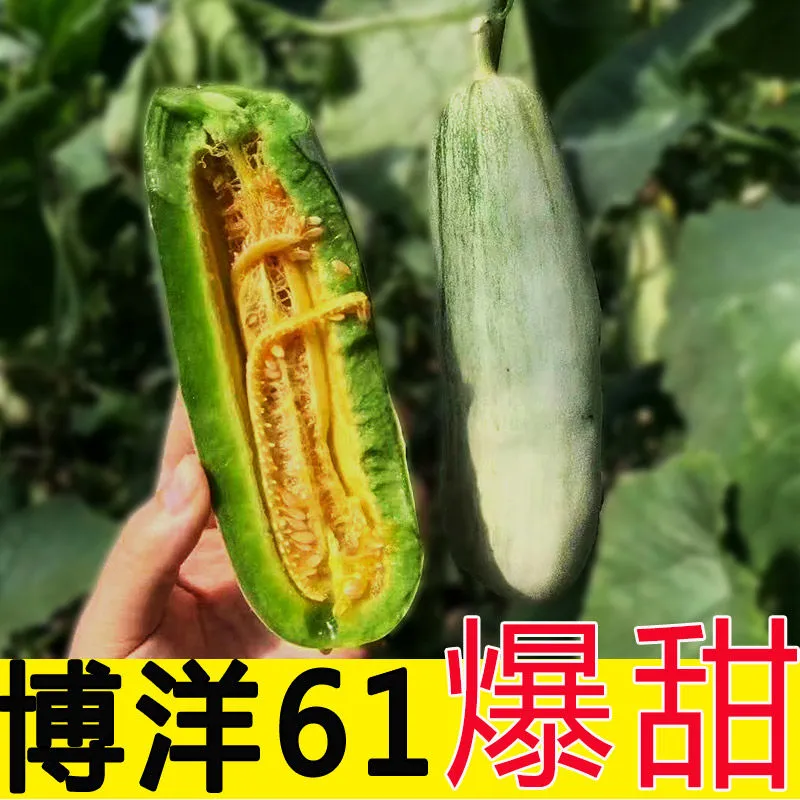博洋61，大量上市，口感香甜，可对接全国各地的客商。