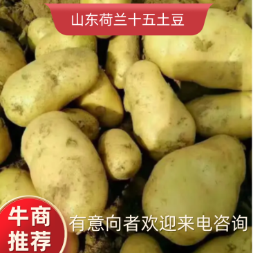 荷兰十五土豆山东荷兰十五土豆鲜货货源充足质量好价格美丽