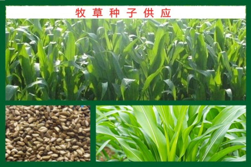 野菊花种子药用泡茶菊花种子野黄菊花山坡路边野生山菊花多