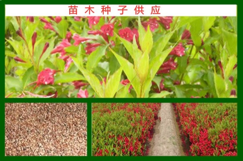 野菊花种子药用泡茶菊花种子野黄菊花山坡路边野生山菊花多