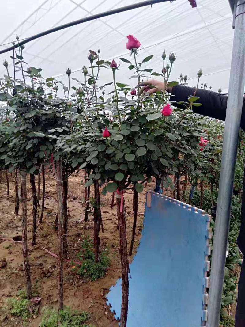 山东青州棒棒糖月季树基地直发可视频看货