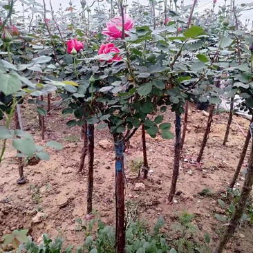 山东青州棒棒糖月季树基地直发可视频看货